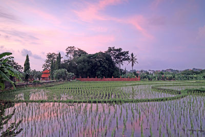 Scenic view of agricultural field against sky during sunset