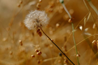 Close-up of dandelion flower