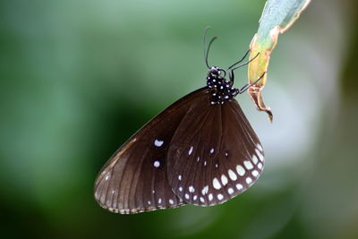 Close-up of butterfly