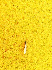 Close-up of bird on sand