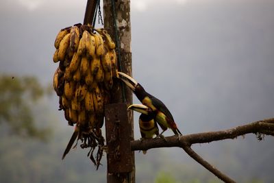 Close-up of two tropical birds