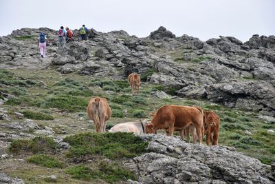Group of people hiking among cattle grazing