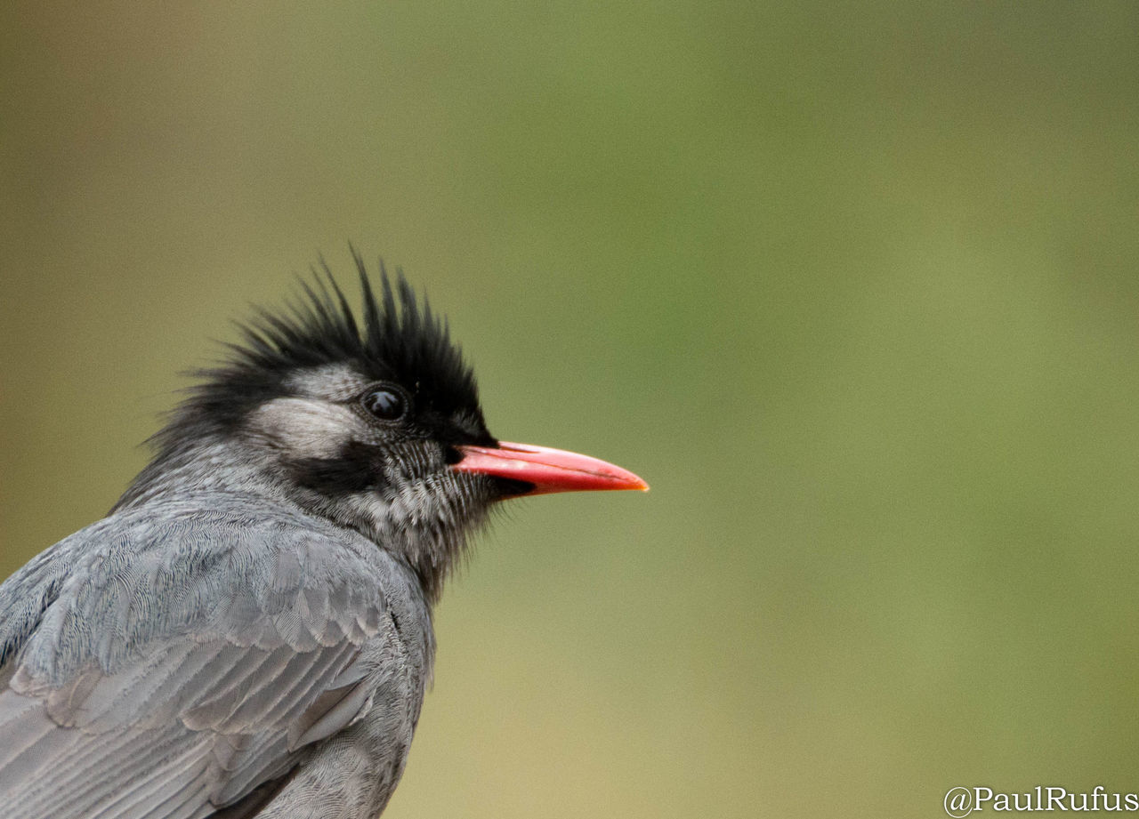 CLOSE-UP OF BIRD