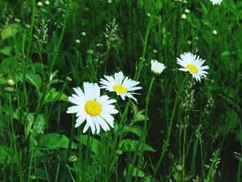 Close-up of white daisy flowers blooming in field