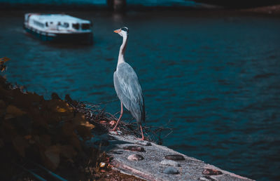 Bird perching on a rock