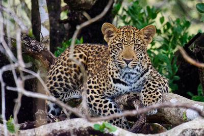 Portrait of tiger in a forest