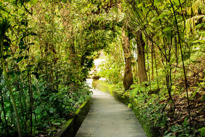 Footpath amidst trees in forest