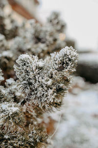 Close-up of frozen plant