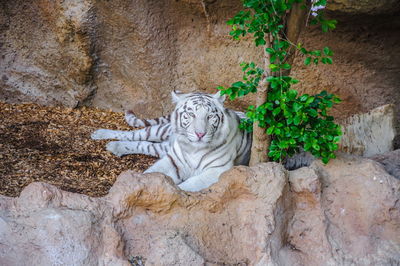 Cat relaxing on rock