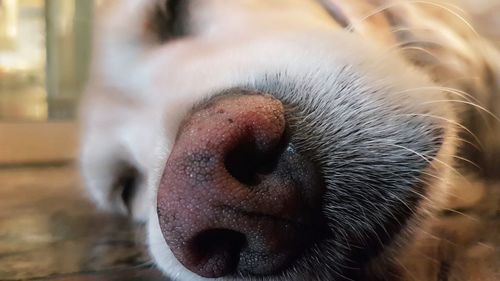 Close-up of dog
