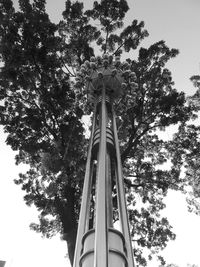 Low angle view of trees against sky