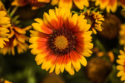 Close-up of yellow flowering plant