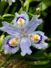 Close-up of flowers in bloom