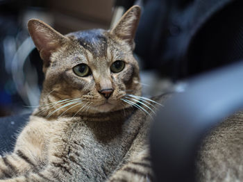 Close-up portrait of a cat