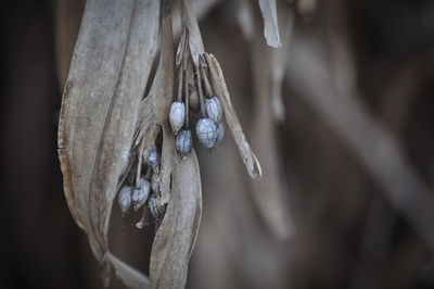 Close-up of dry plant