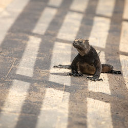 High angle view of lizard on footpath