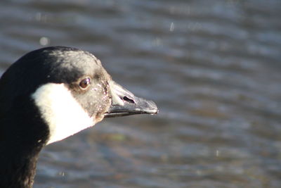 Close-up of duck swimming in lake