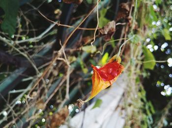 Close-up of orange flower on plant