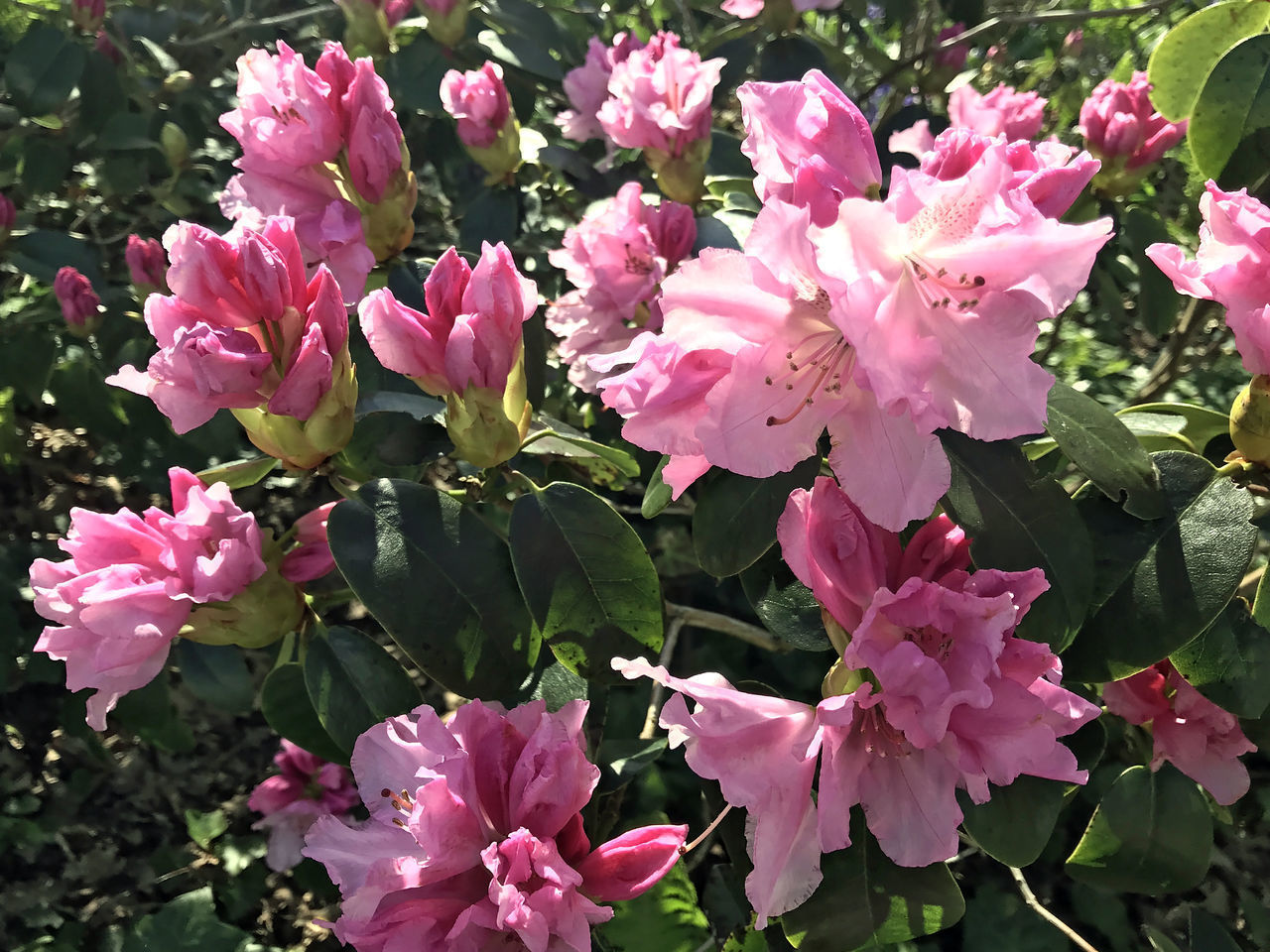 CLOSE-UP OF PINK MAGNOLIA FLOWERS