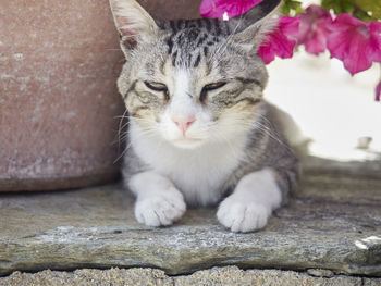 Close-up portrait of cat sitting on floor