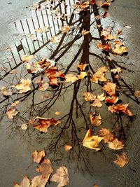 High angle view of autumn leaves in puddle on street