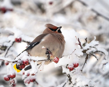 Close-up of bird perching on snow