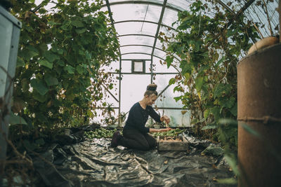 Woman putting cucumbers in crate at greenhouse
