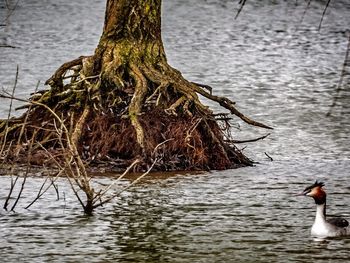 Birds in calm water