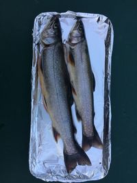 Close-up of fish against black background