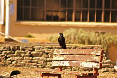 Bird perching on bench