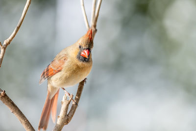 Close-up of bird perching on branch