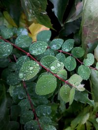 Close-up of wet plants