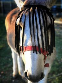 Close-up of a horse