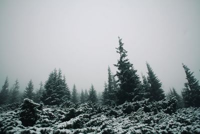 Pine trees in forest against sky during winter