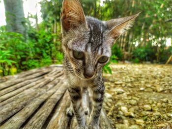 Close-up portrait of cat