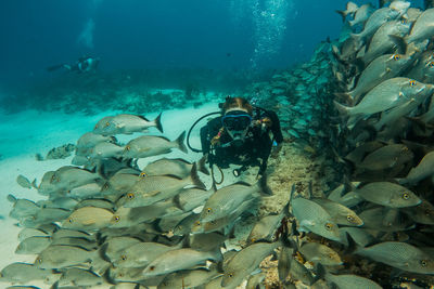 View of fish swimming in sea