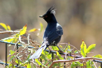 Close-up of bird perching outdoors