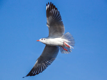 Low angle view of seagull flying in sky