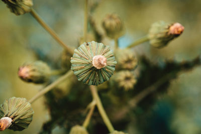 Close-up of white flowering plant