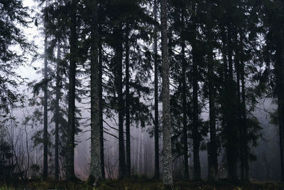 Pine trees in forest against sky