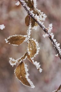 Close-up of snow on tree during winter