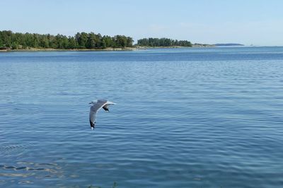 Bird flying over lake