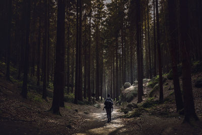 Rear view of hiker walking on footpath in forest