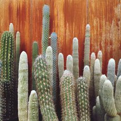 Close-up of succulent plants