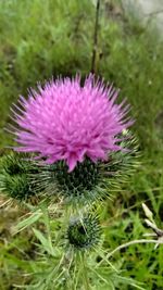 Close-up of purple thistle blooming on field