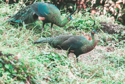 Peacocks walk