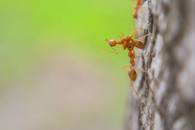 Close-up of ant on leaf