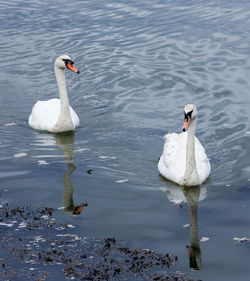 Swans swimming on lake