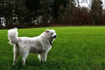 Dog on grass