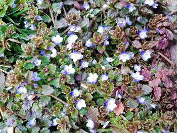 Close-up of flowers blooming outdoors